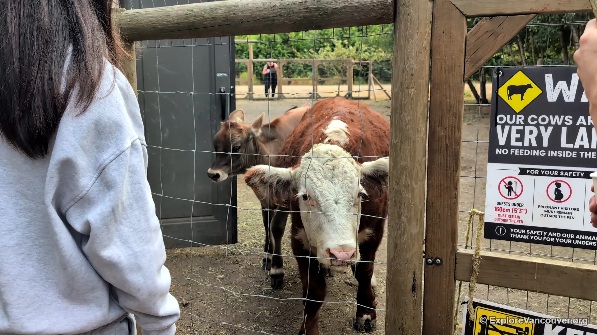 Cow at UU Family Farm in Richmond BC