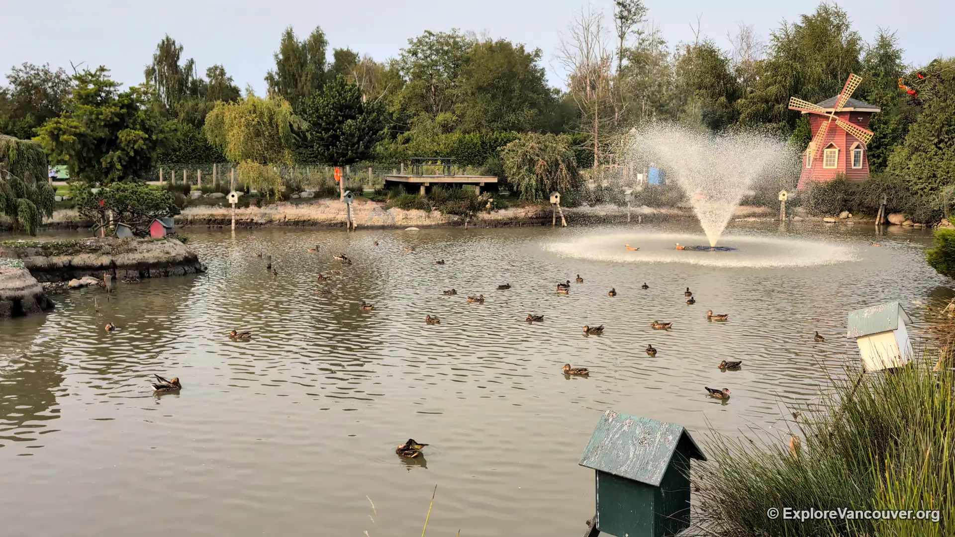 Large pond with ducks and birds at UU Family Farm in Richmond BC