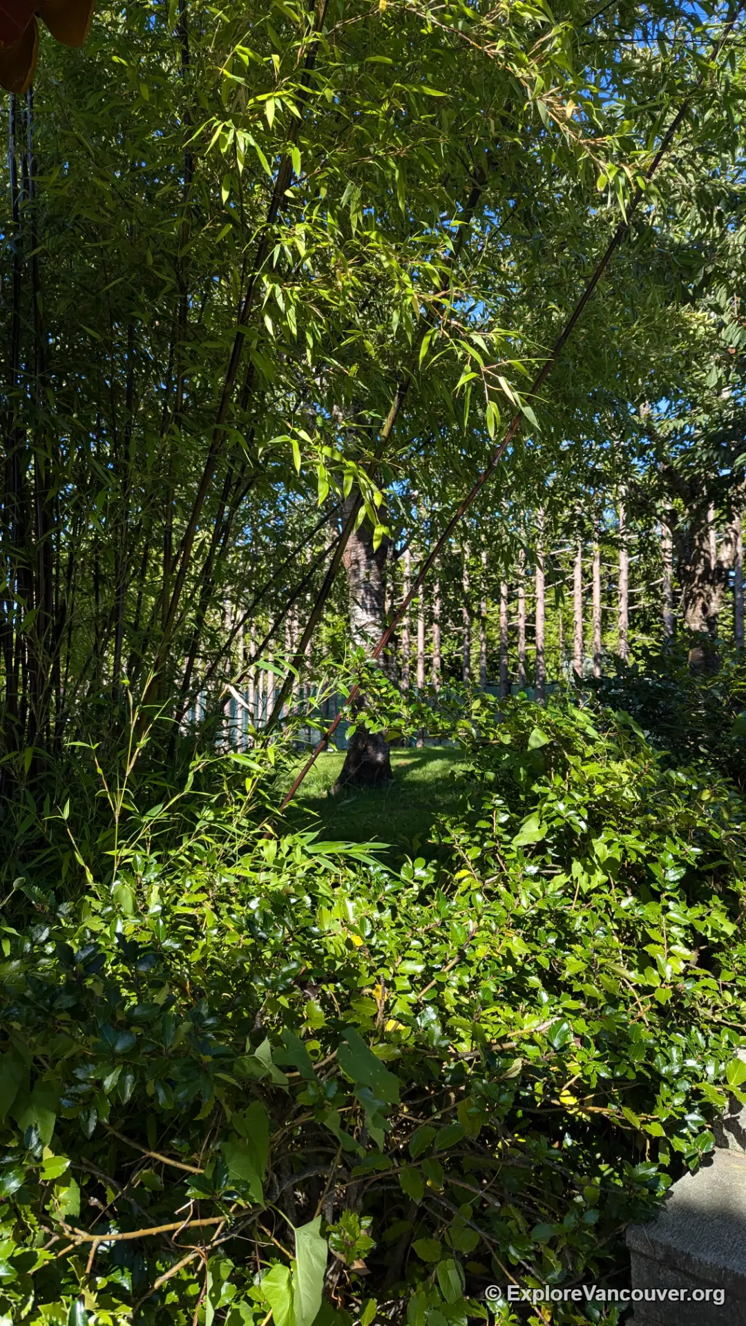 Bamboo plants beside the International Buddhist Temple in Richmond BC