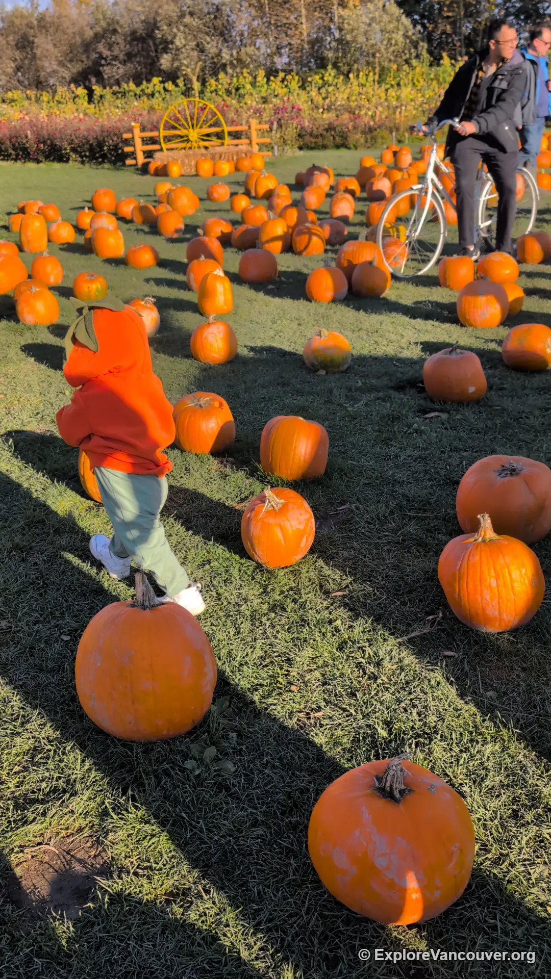 Pumpkin field at Richmond Country Farms