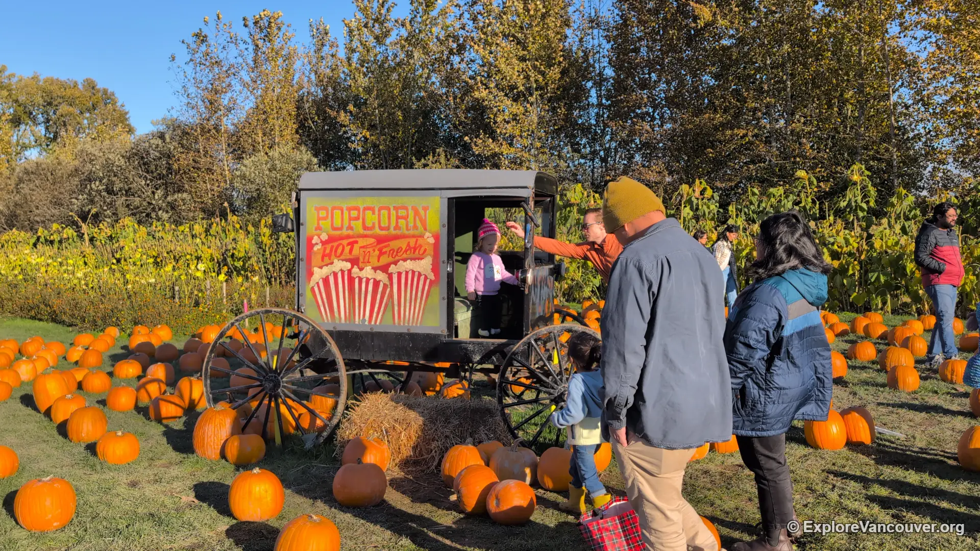 Pumpkin patch grounds at Richmond Country Farms