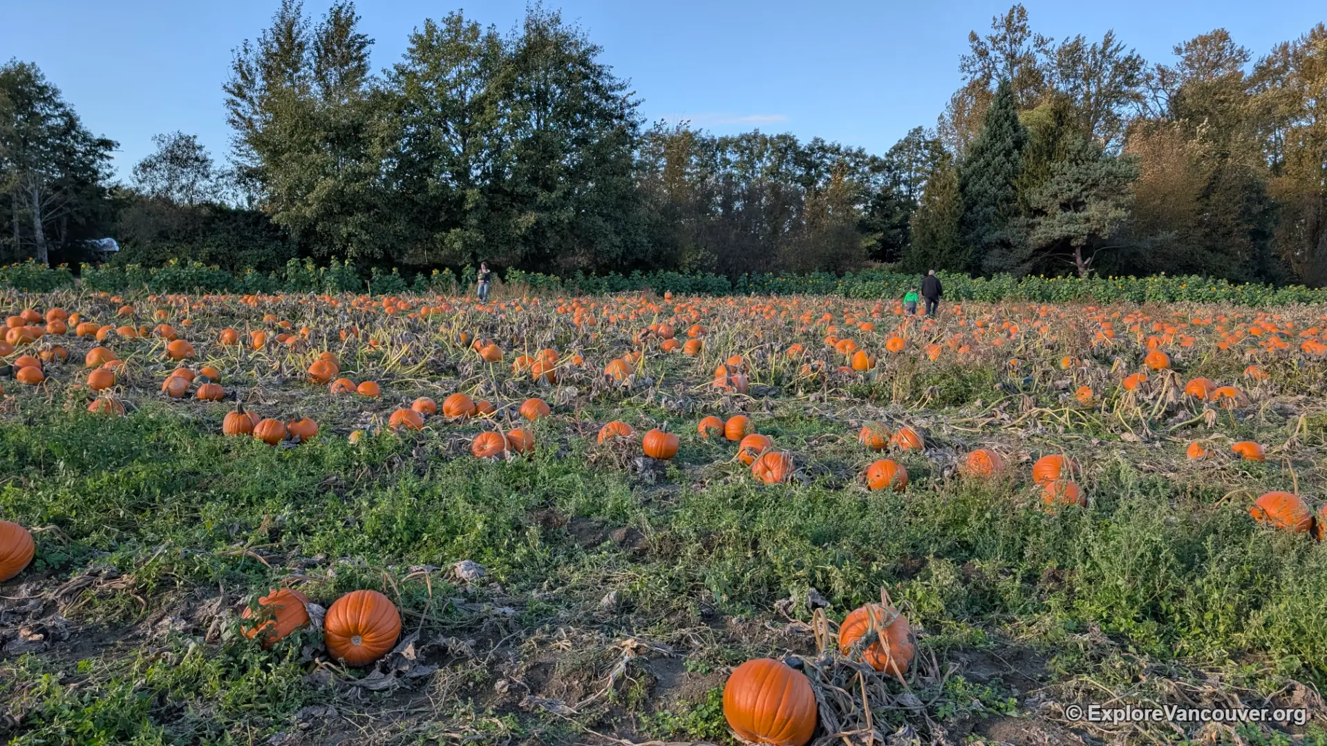 Pumpkin patch at Richmond Country Farms in Richmond