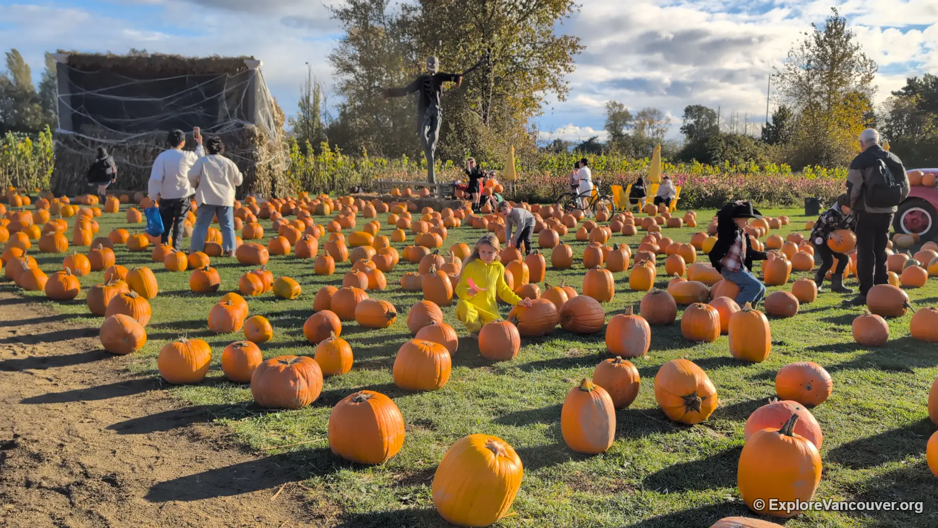 Pumpkins ready for picking in the field