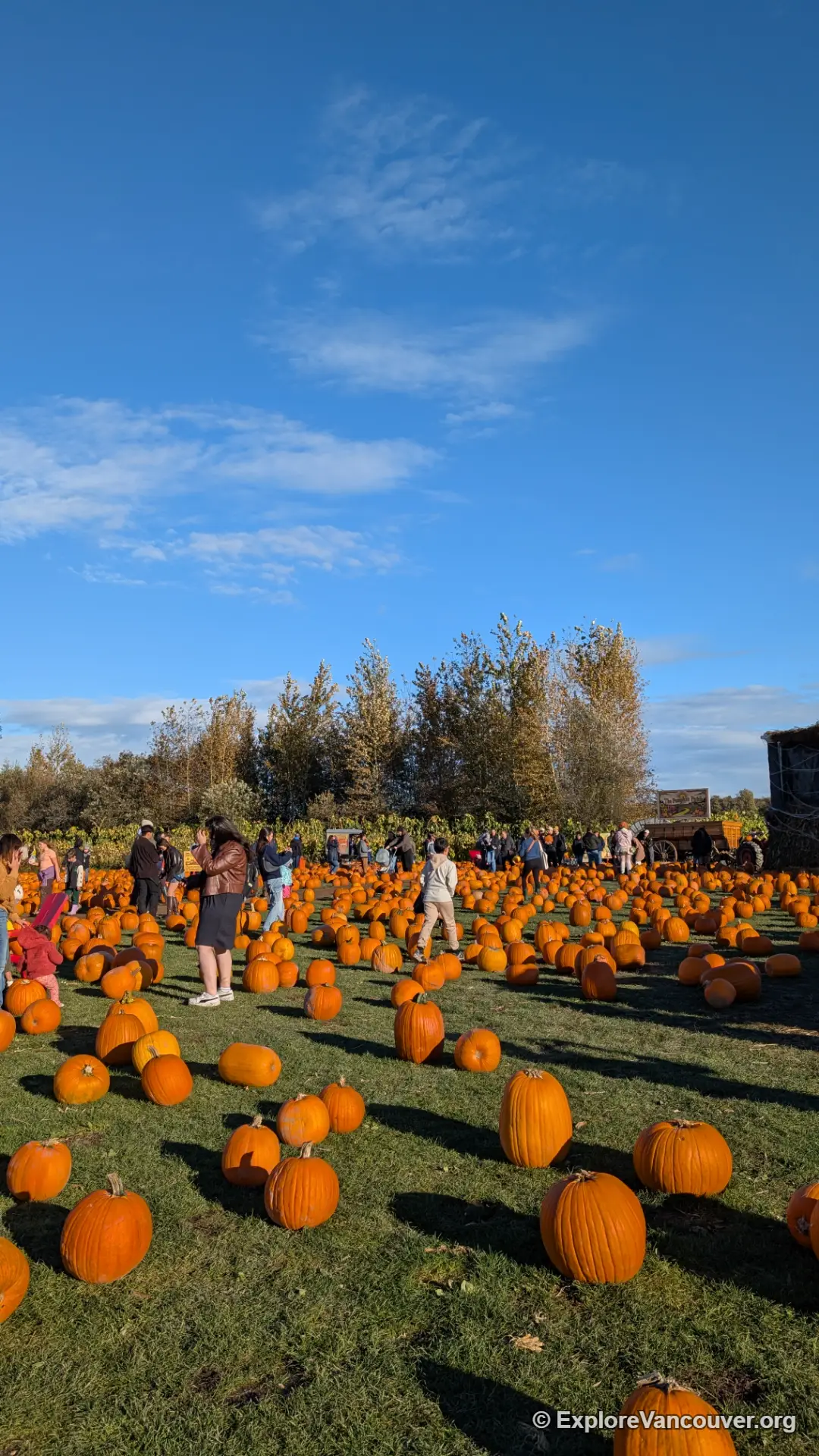 Pumpkin patch at a Richmond farm in October