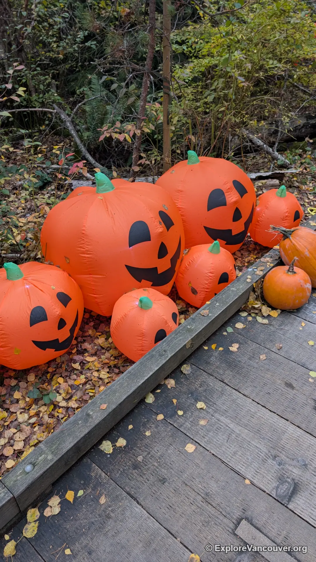 Pumpkin display at Halloween Hoot, Richmond Nature Park