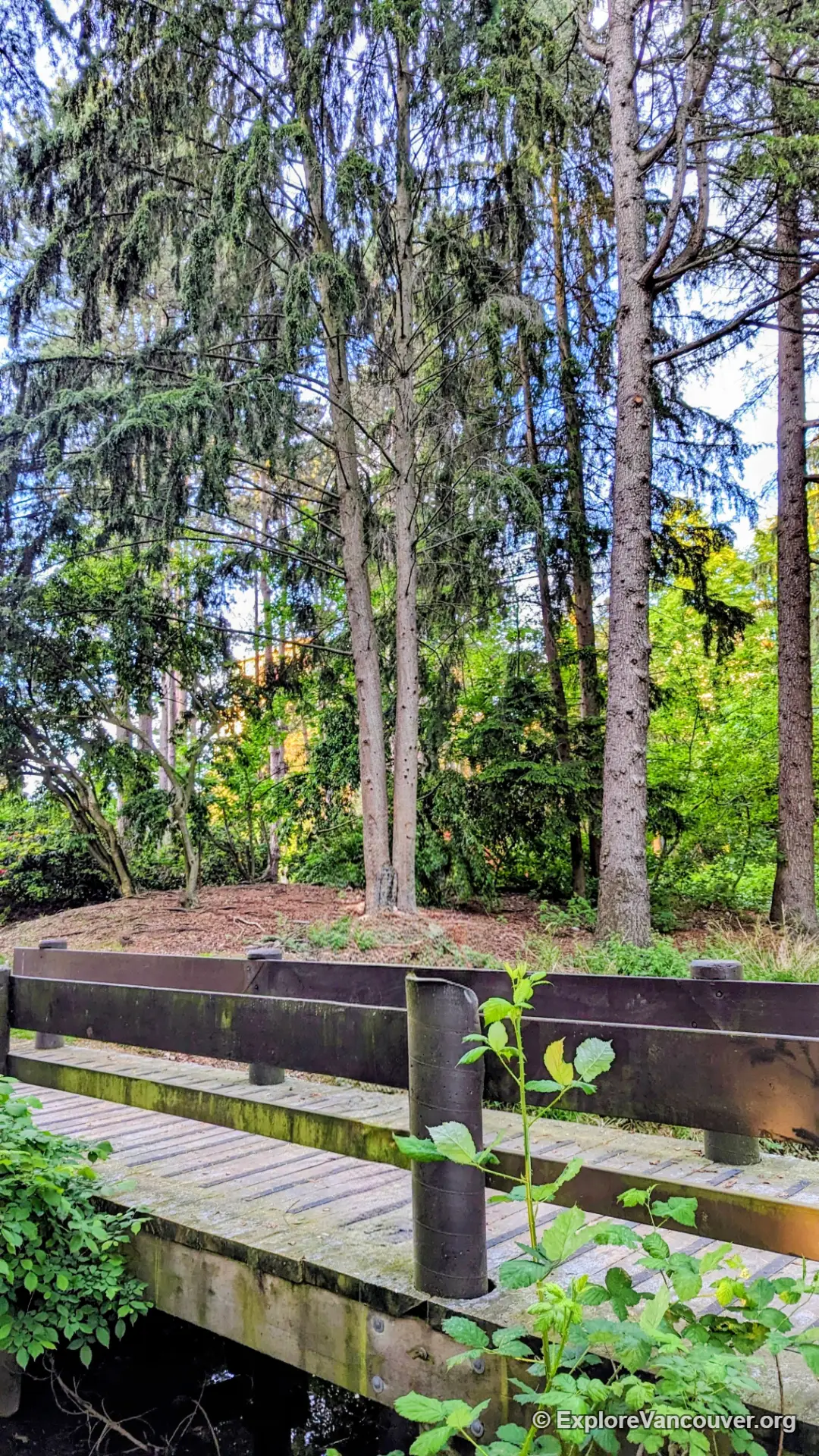 Path and trees inside Minoru Park Richmond BC