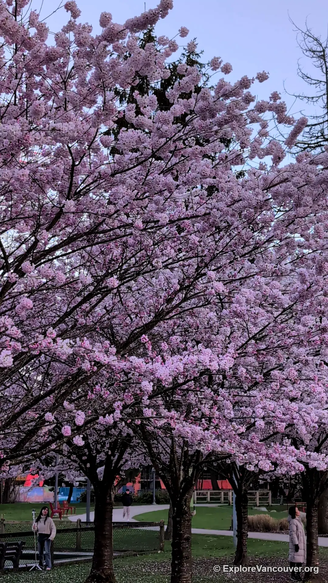 Vertical photo of cherry blossoms in Minoru Park Richmond BC