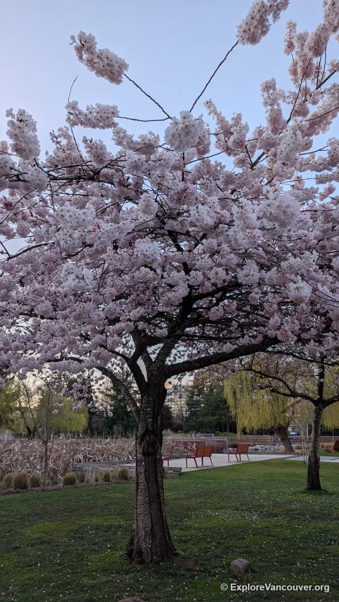 Cherry blossoms at Minoru Park Richmond BC in spring