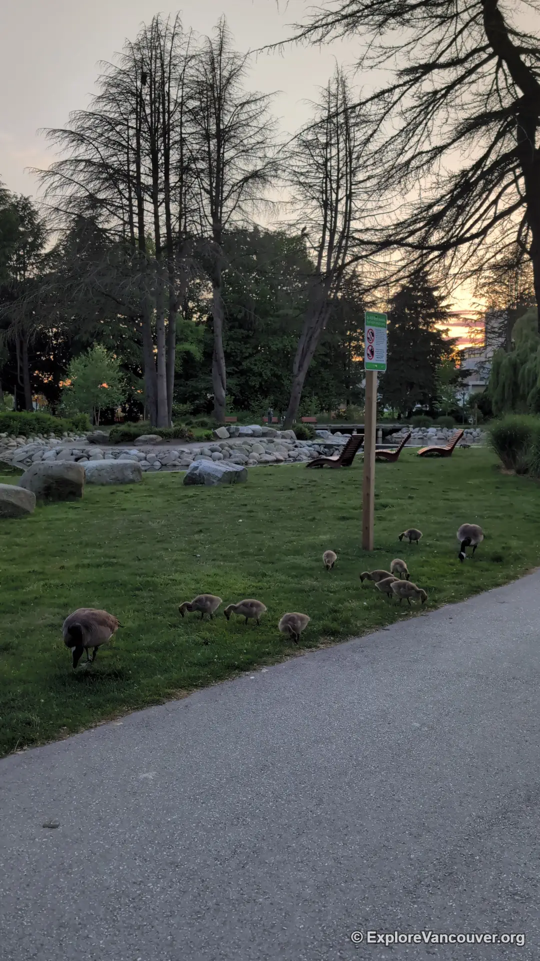 Ducks on the lake at Minoru Park Richmond