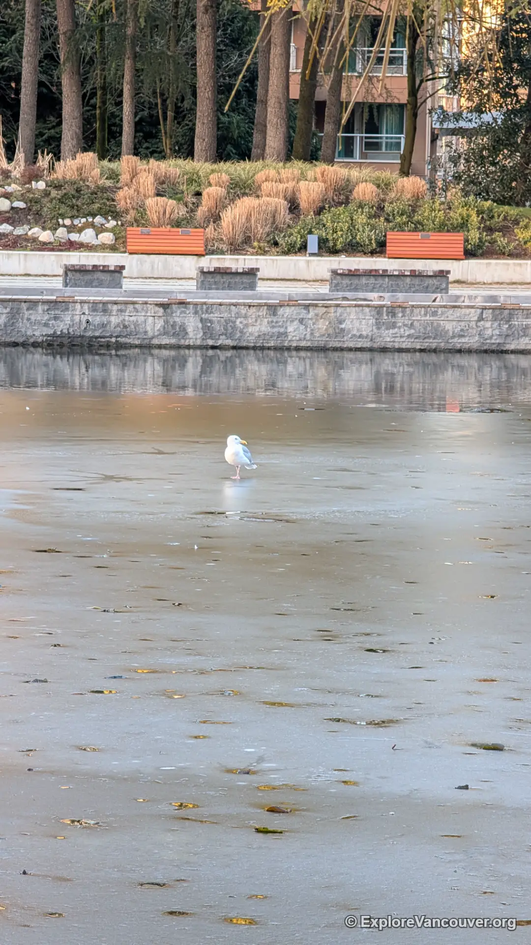Frozen lake in Minoru Park Richmond BC winter