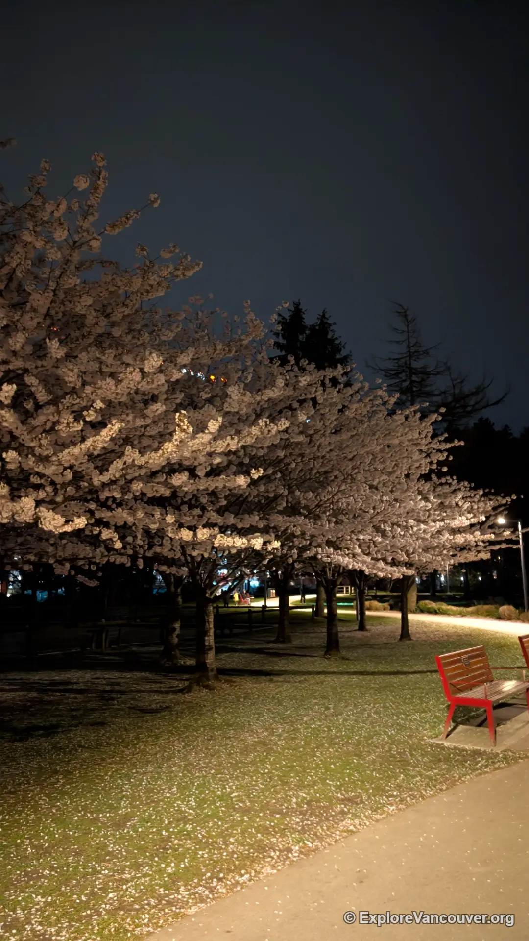 Cherry blossoms at night in Minoru Park Richmond BC