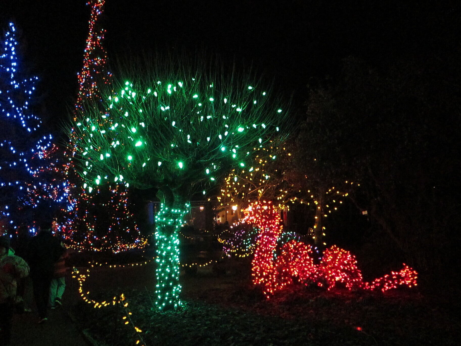 Colourful holiday lights along a path at VanDusen Festival of Lights