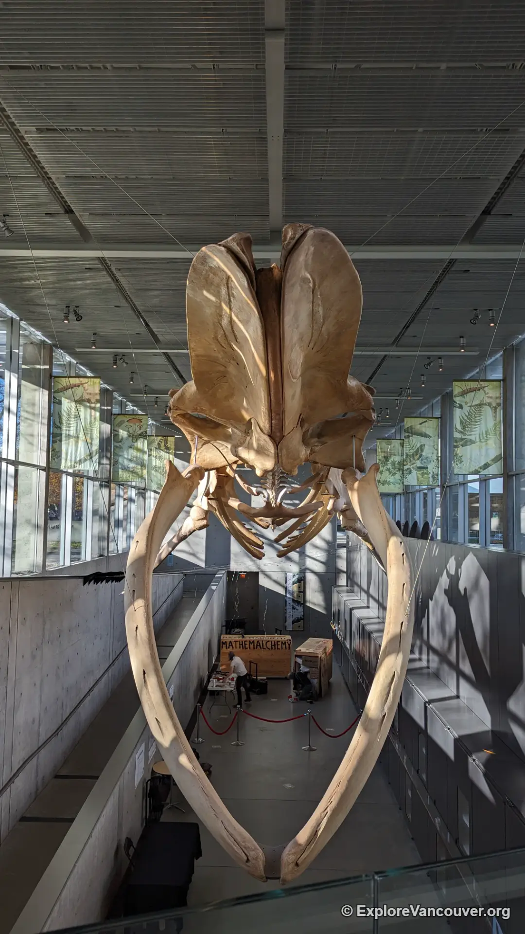 Inside the Beaty Biodiversity Museum at UBC