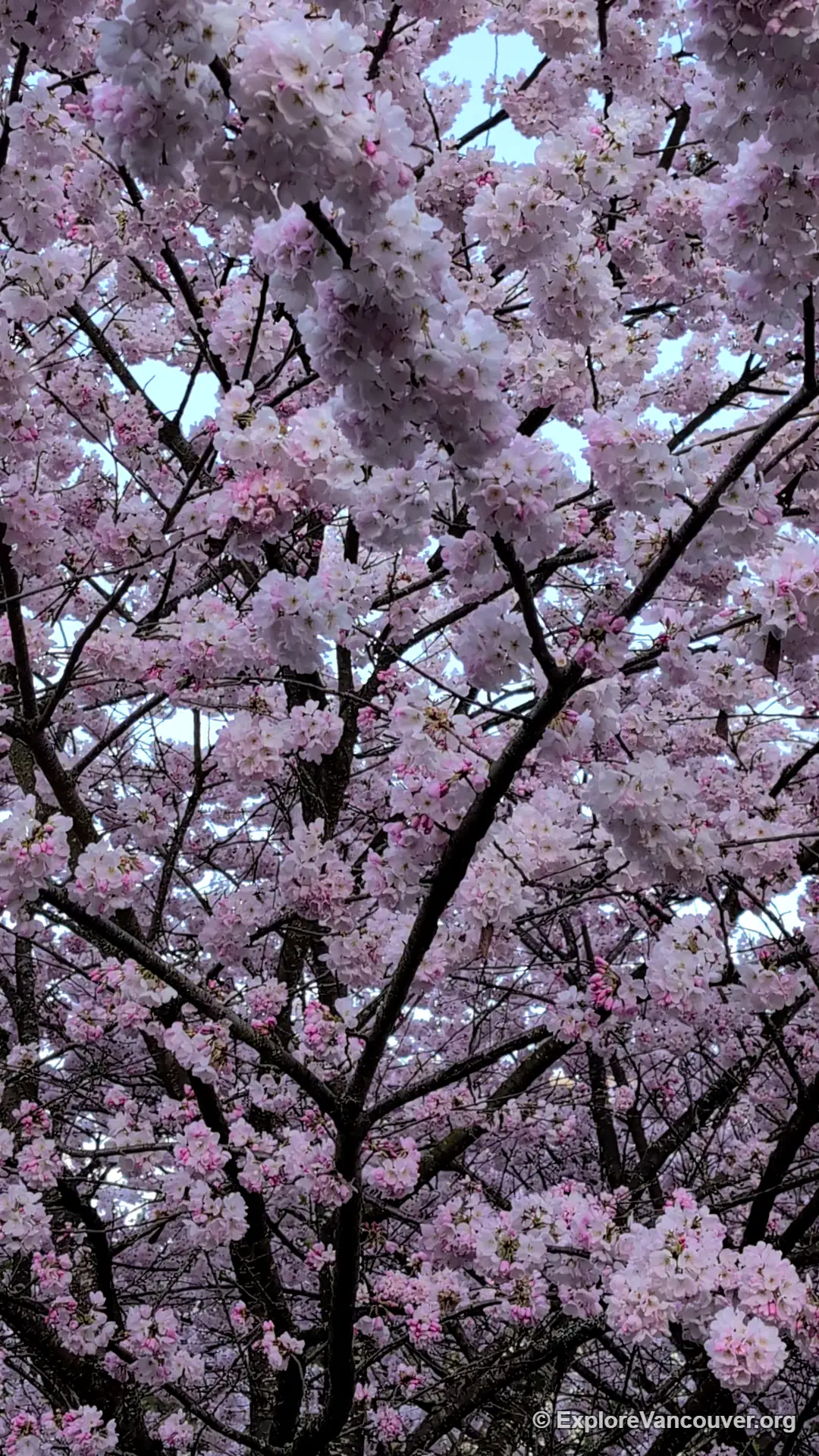Pink cherry blossom branches at Minoru Park Richmond