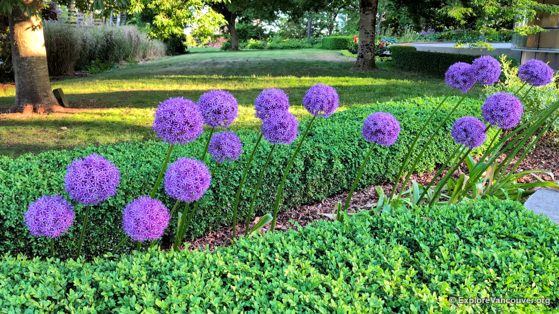 Flowers blooming in Queen Elizabeth Park