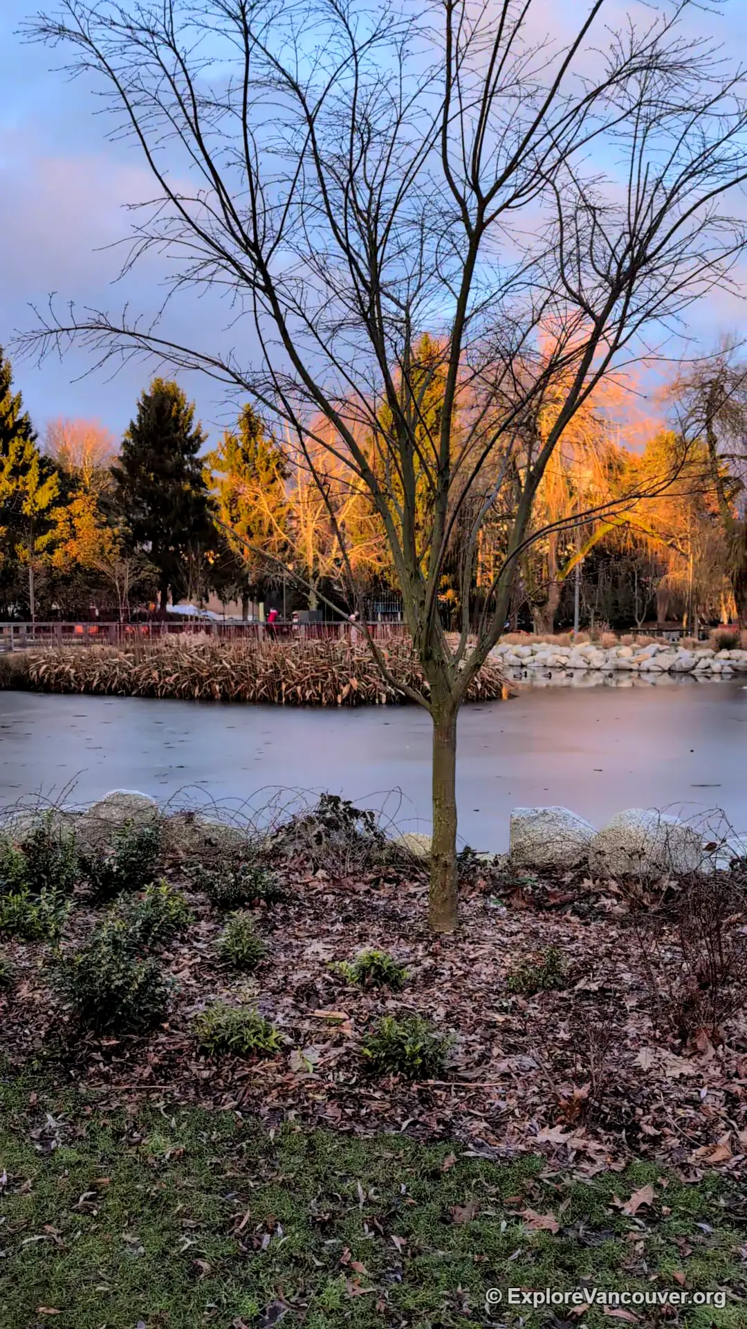 Frozen lake at Minoru Park Richmond BC in winter